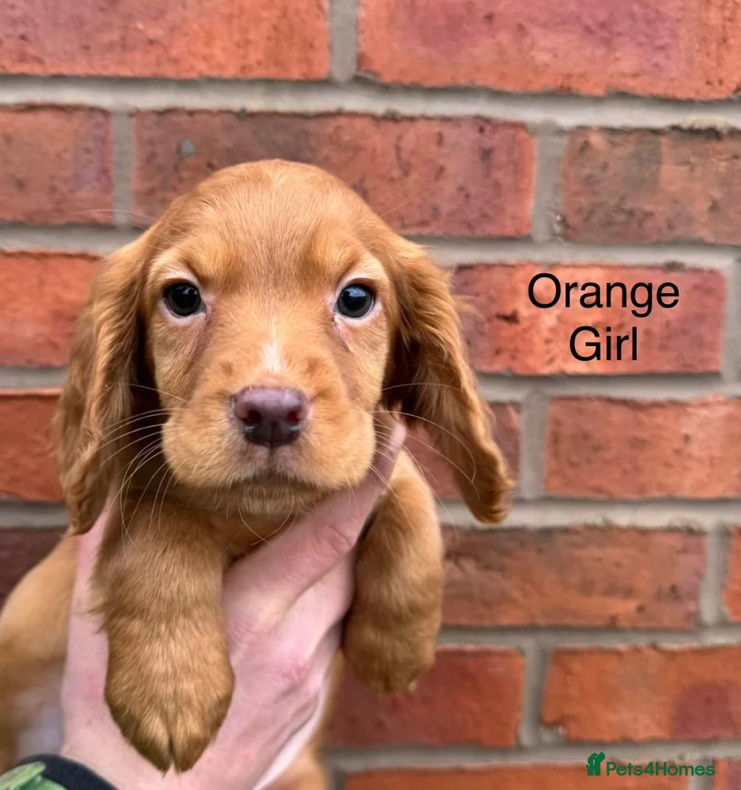 Cocker Spaniel dogs for sale: Ready Now- Working Cocker Spaniel Puppies - Advert 9