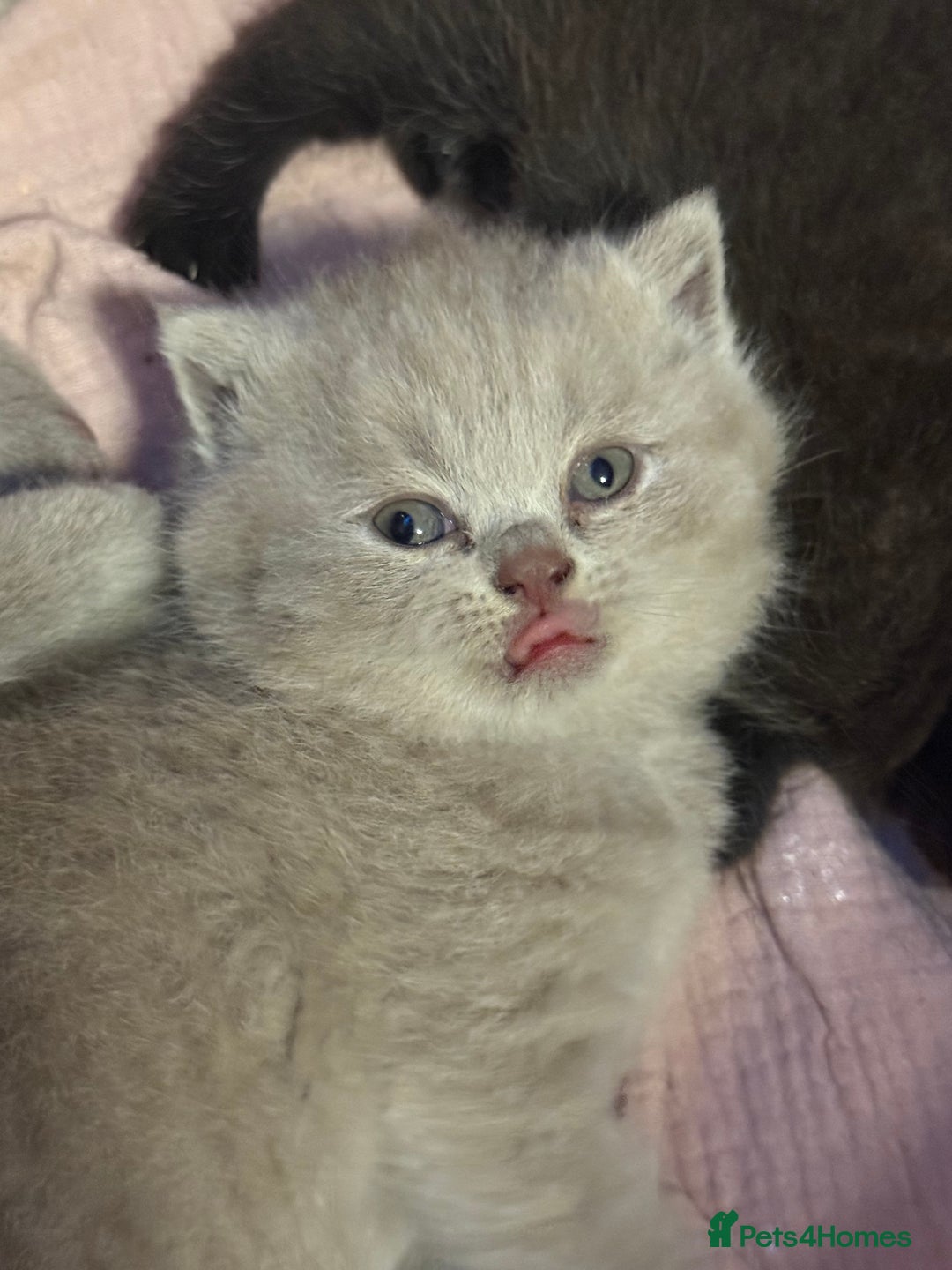 British Shorthair cats for sale: Beautiful British shorthair champion bloodlines - Image 15
