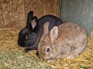 Mixed Breed rabbits Gorgeous pair of mixed breed girls- Dutch x Dwarf - Advert 2