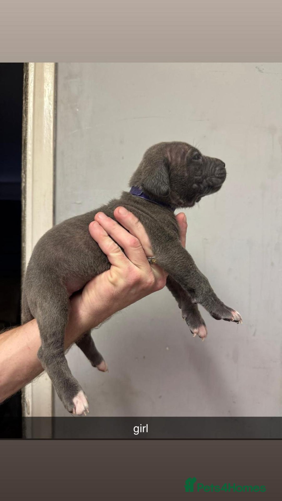 Cane Corso dogs for sale: 12 beautiful Blue cane corso pups - Image 10