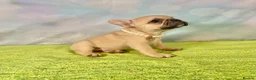 French Bulldog dogs for sale: Beautiful French Bulldog puppies! - Advert 10