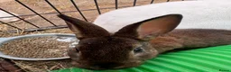 New Zealand rabbits for sale: Two sister rabbits available  - Advert 3