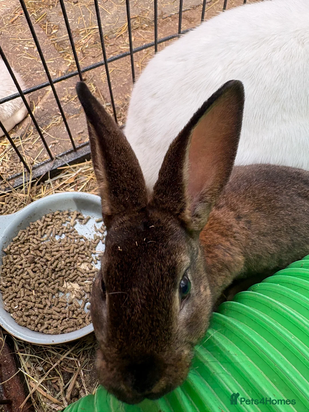 New Zealand rabbits for sale: Two sister rabbits available  - Advert 3
