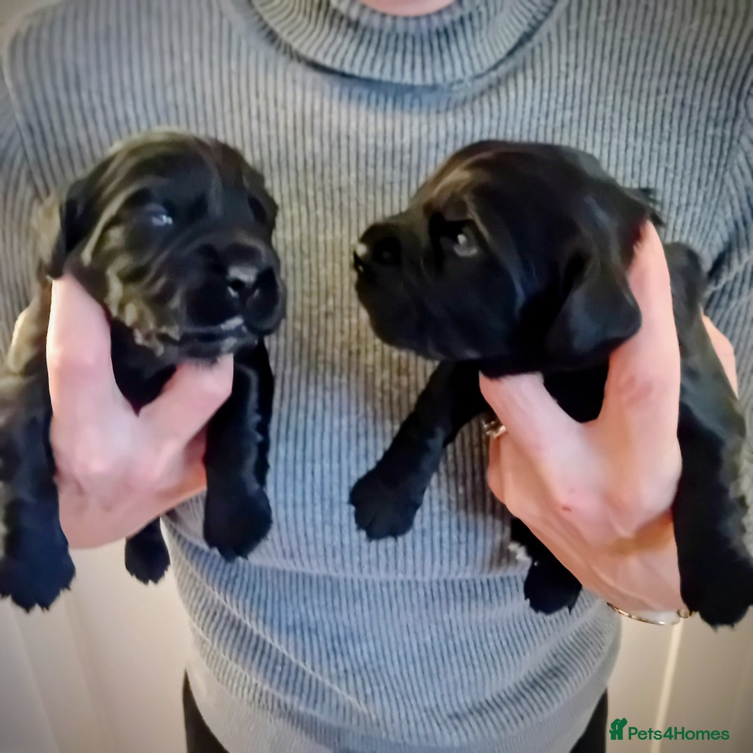 Cocker Spaniel dogs for sale: KC REGISTERED WORKING COCKER SPANIELS  - Image 4