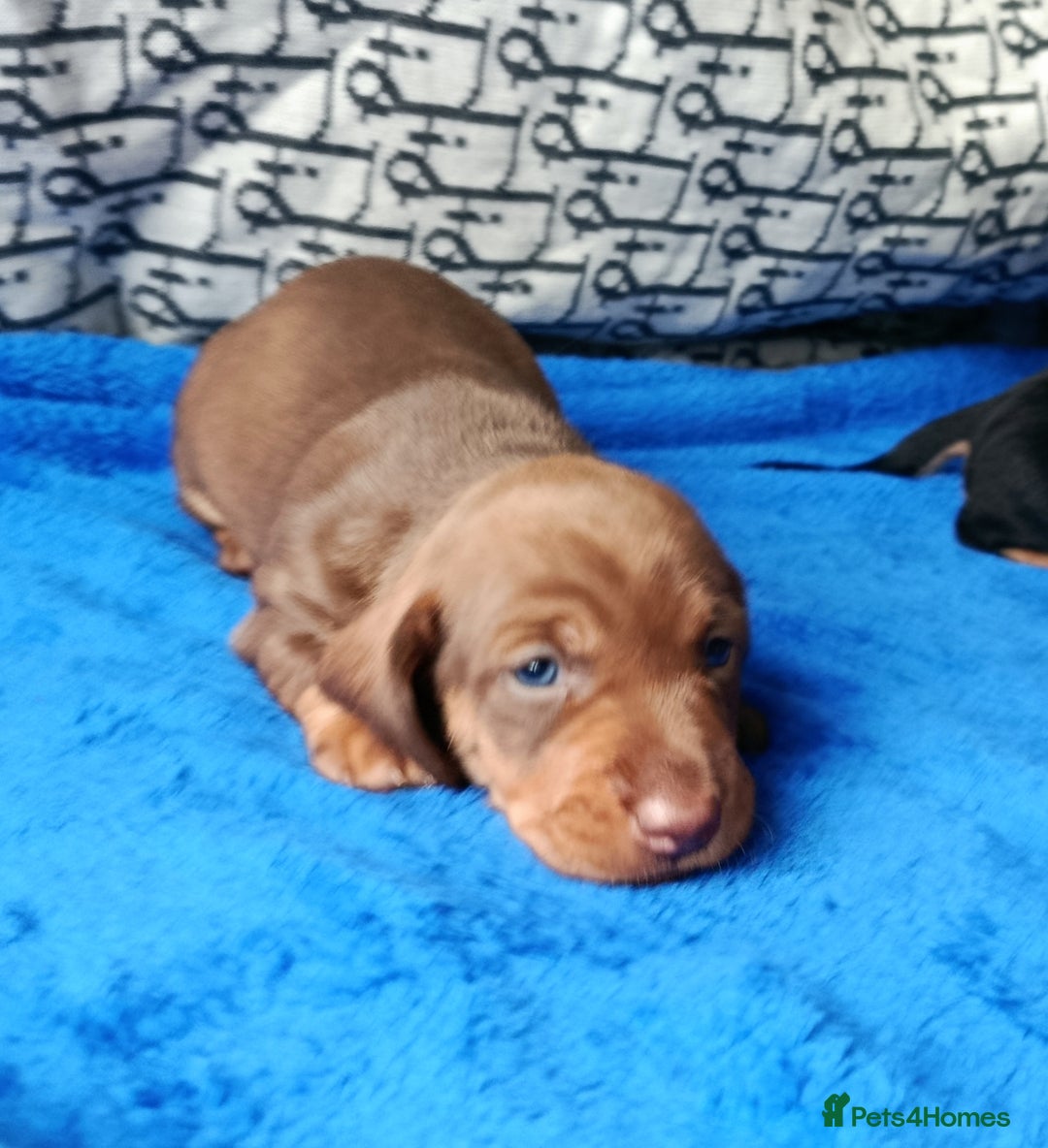 Dachshund dogs for sale: MINI WIRE DAXI KC REG LAFORA CLEAR - Advert 11