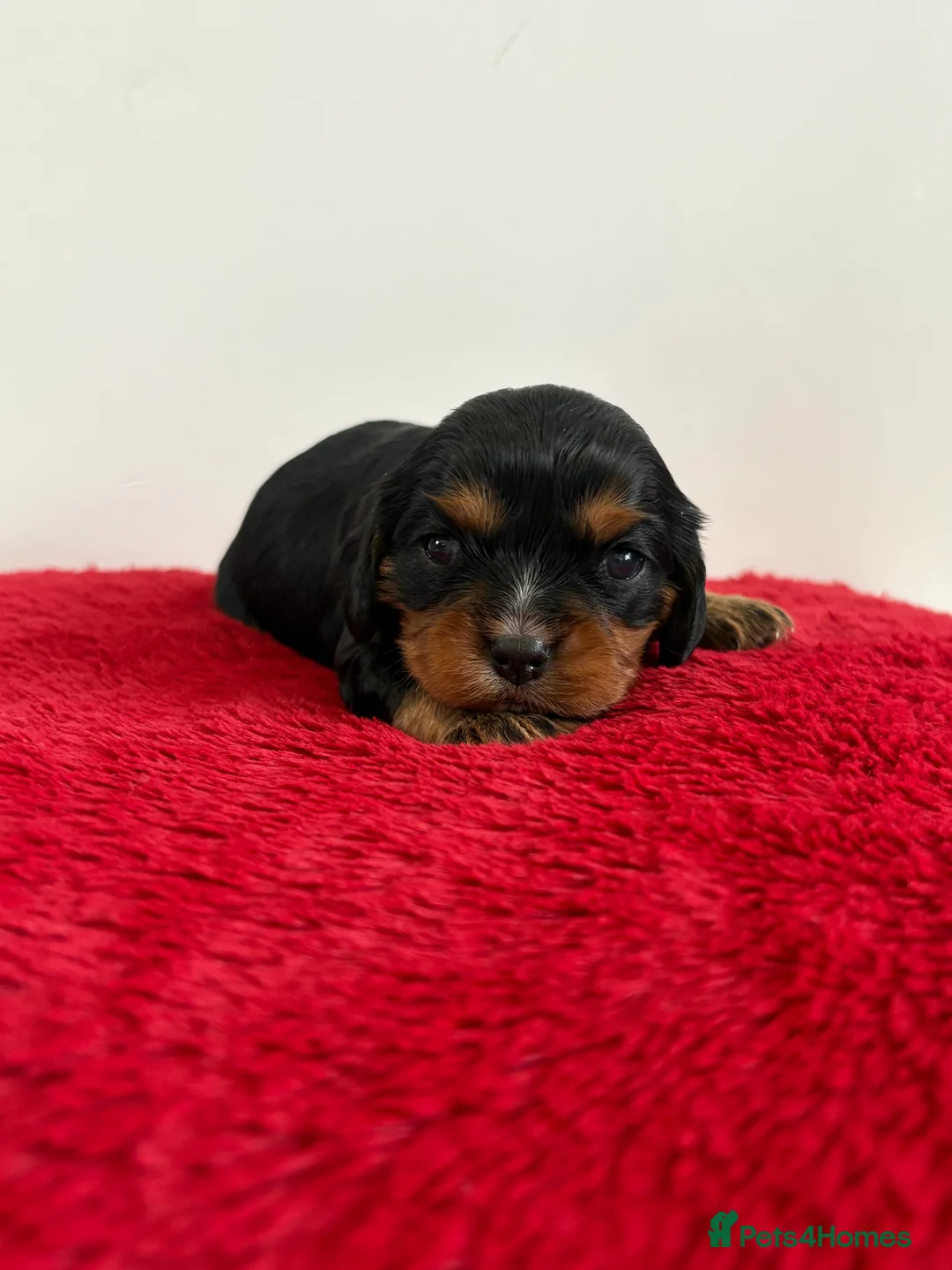Cavalier King Charles Spaniel dogs for sale: 1 tri girl left - kc & health tested parents ❤️ - Advert 17