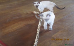 Siamese cats for sale: siamese kittens - Image 4