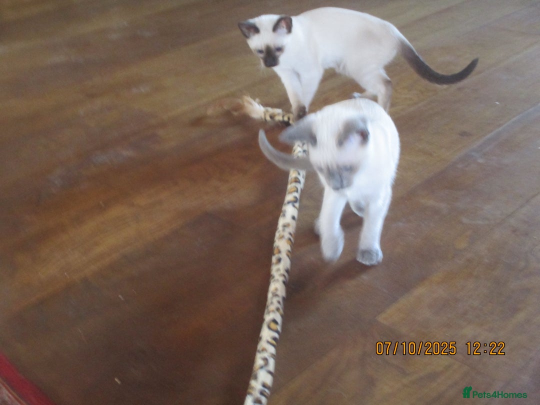 Siamese cats for sale: siamese kittens - Image 4
