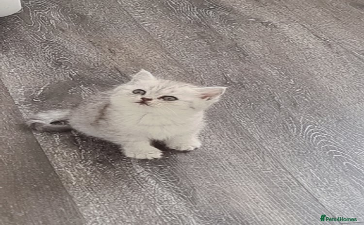 Persian cats - Advert 4