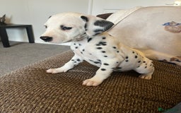 Dalmatian dogs for sale: Gorgeous Dalmatian Puppies - Image 9