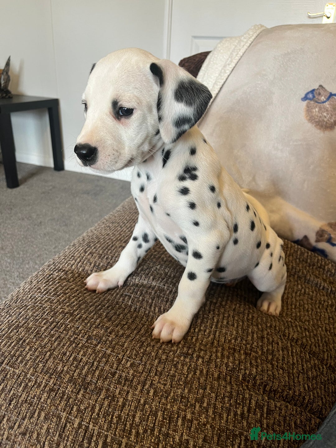 Dalmatian dogs for sale: Gorgeous Dalmatian Puppies - Image 9