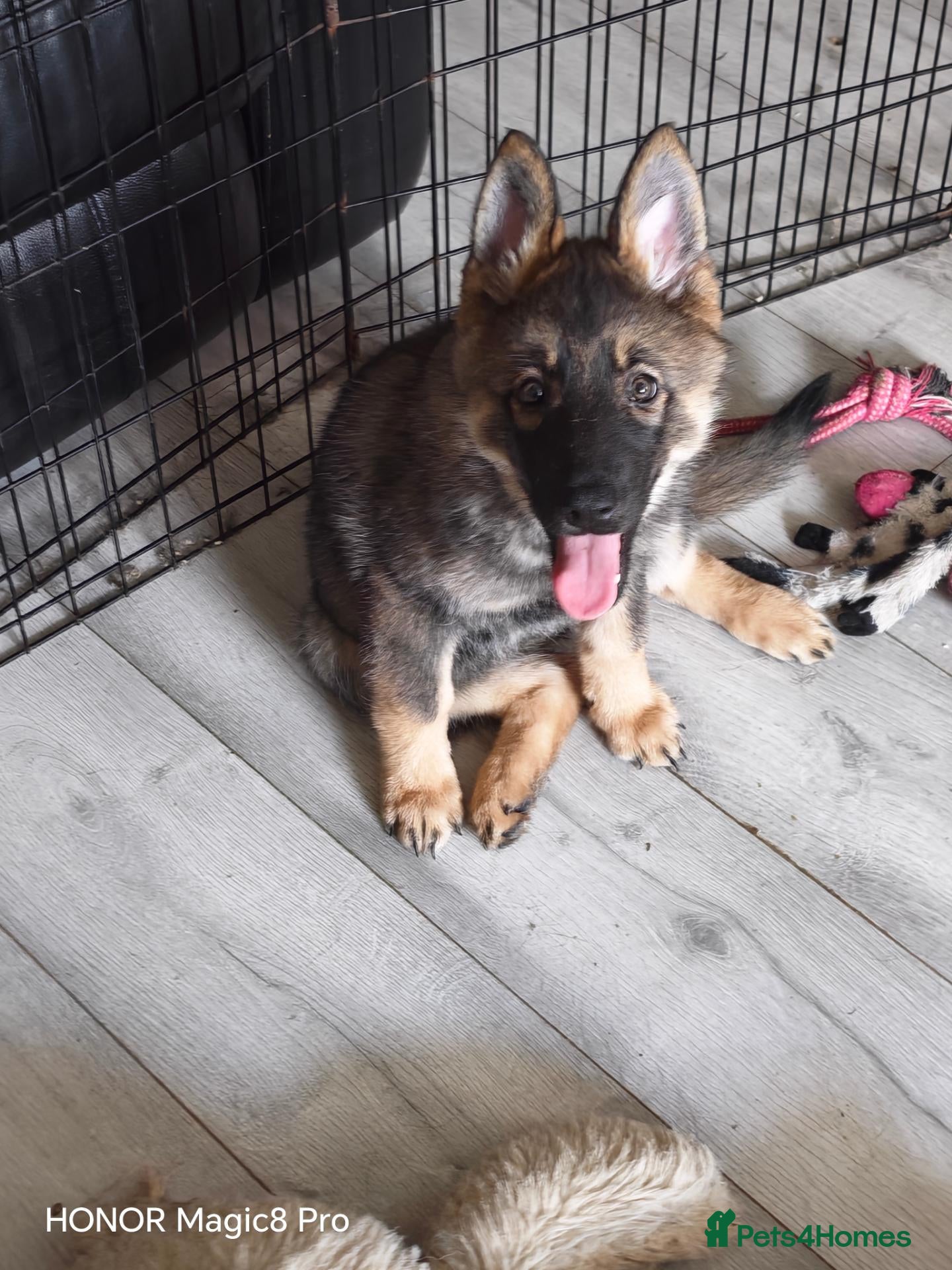Shepsky dogs 1 Female puppy left  - Advert 7