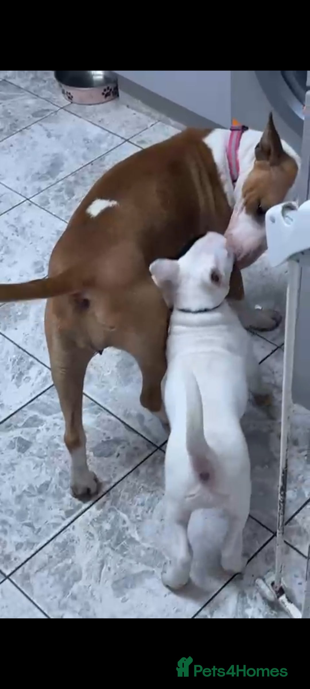 English Bull Terrier dogs for sale: English bull terrier bitch pup - Advert 5