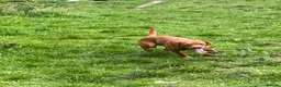 Labrador Retriever dogs for sale: Fox red Labrador is looking for new home  in Saint Austell - Advert 4