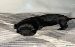 Cockapoo dogs for sale: 💫✨🐶🐾Gorgeous F1B Cockapoos🐾🐶✨💫 - Image 5