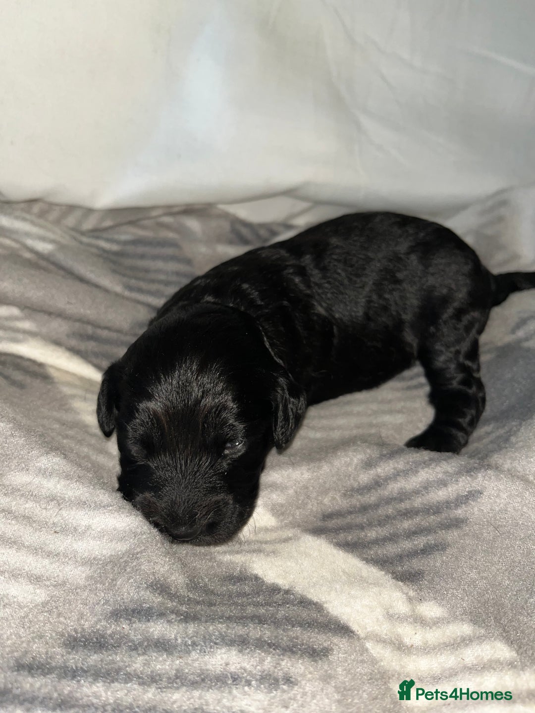 Cockapoo dogs for sale: 💫✨🐶🐾Gorgeous F1B Cockapoos🐾🐶✨💫 - Image 5