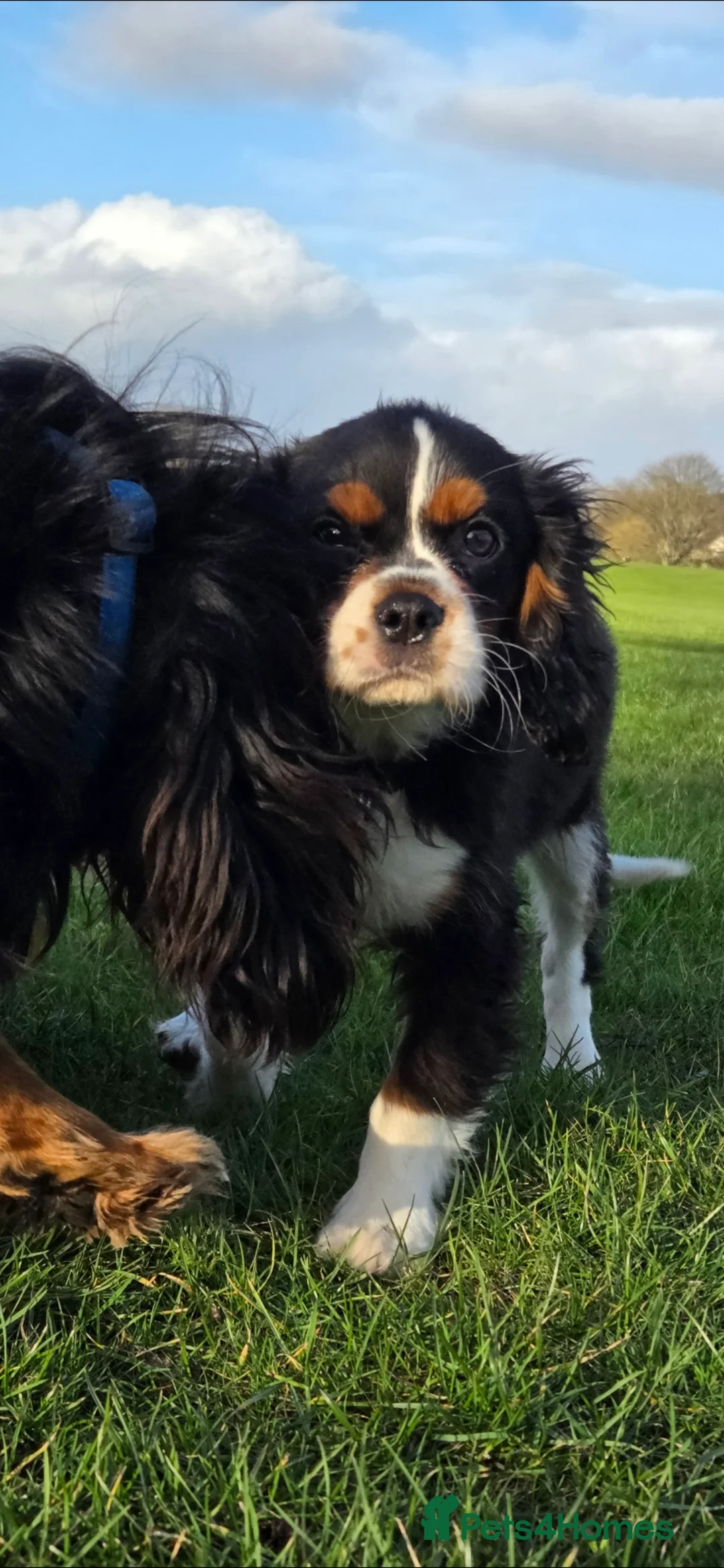 Cavalier King Charles Spaniel dogs for sale: King Charles cavalier  in Perth - Advert 4
