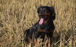Cocker Spaniel dogs for sale: beautiful tri coloured working cocker spaniels  - Image 6