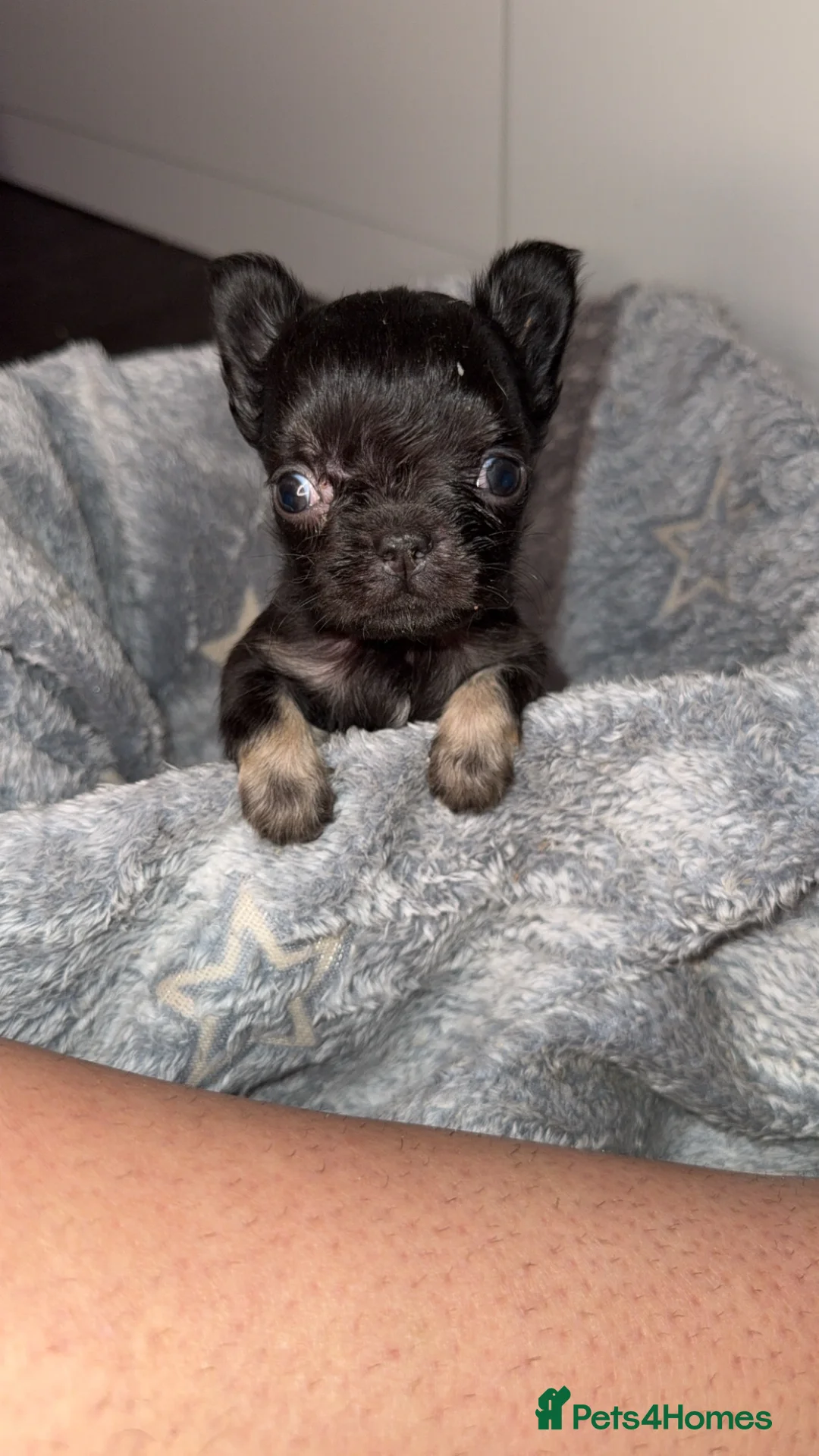 French Bulldog dogs for sale: Fluffy French bulldogs  in Nottingham - Advert 7