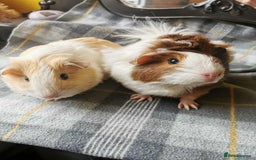 Guinea Pig rodents for sale: 2 Guinea Pig for SALE - Image 1