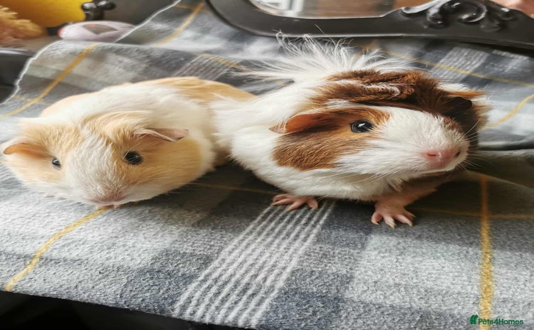 Guinea Pig rodents - Advert 1