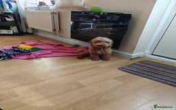 Cockapoo dogs for sale: Beautiful Male 5 Month Old Cockapoo Puppy F1  - Image 4