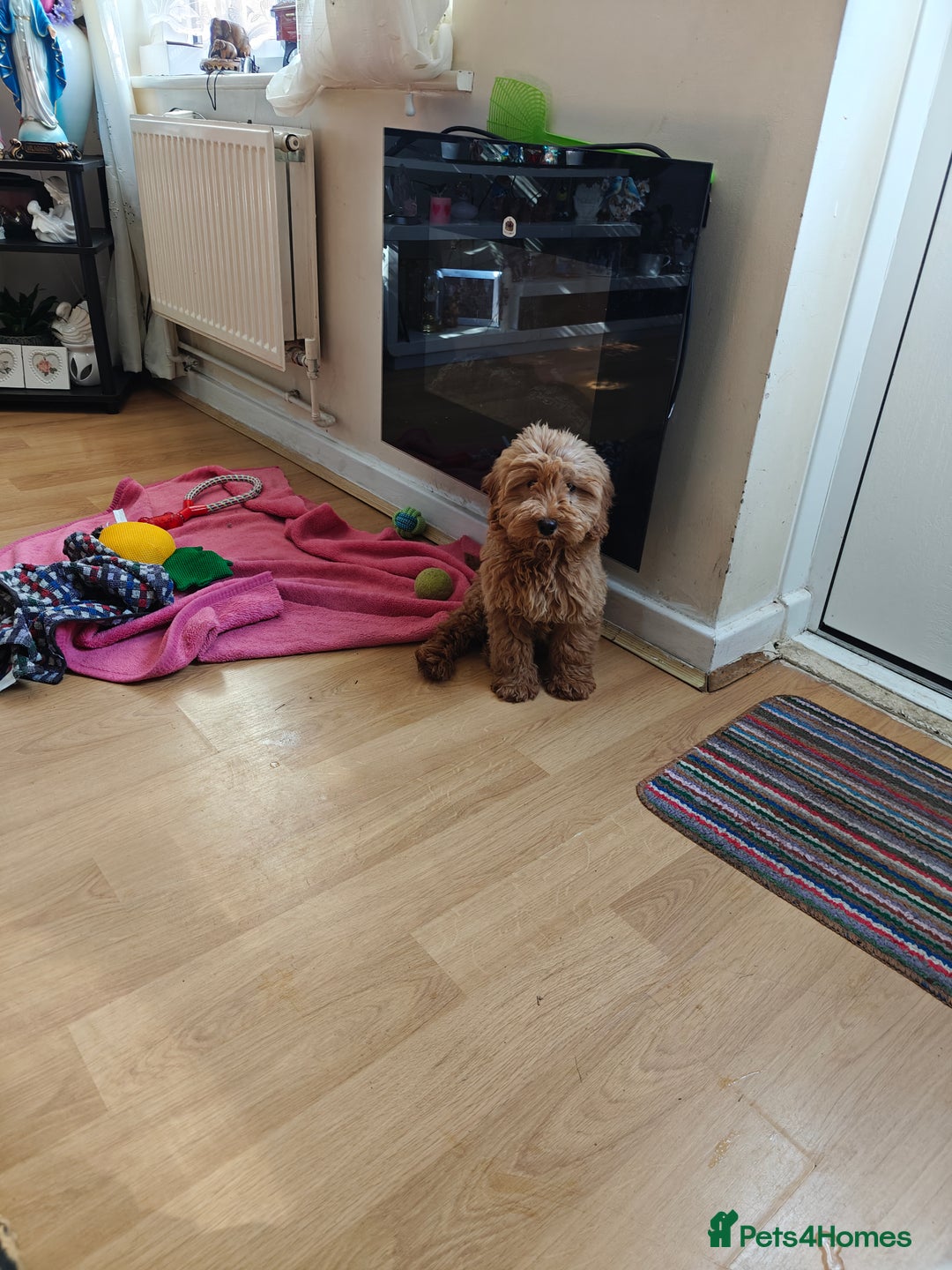 Cockapoo dogs for sale: Beautiful Male 5 Month Old Cockapoo Puppy F1  - Image 4