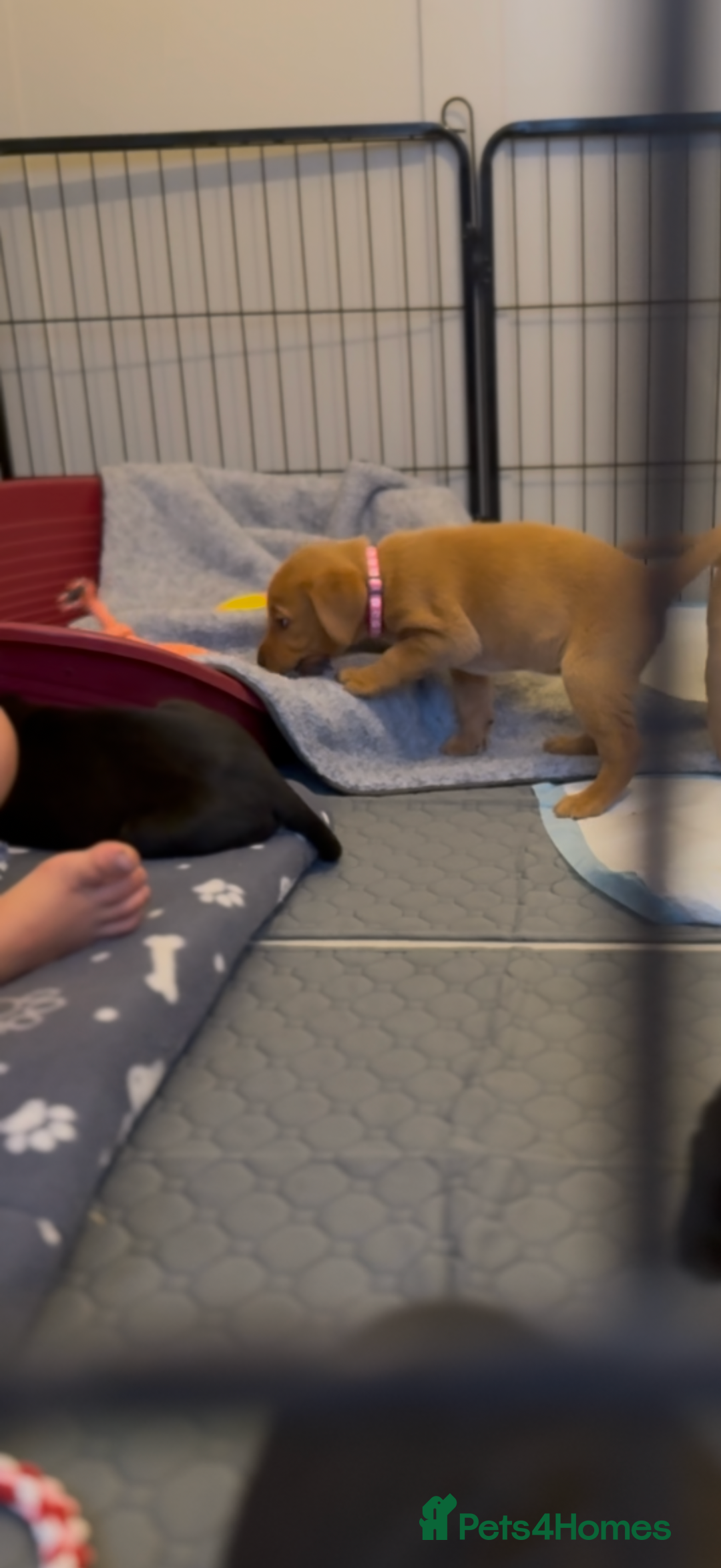 Labrador Retriever dogs for sale: Black/fox Labrador kc with 5 wks free insurance  - Image 13