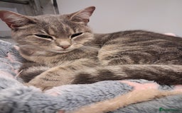 Domestic Shorthair cats for sale: Luna is looking for a quiet home with no children - Image 1