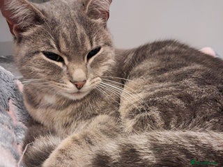 Domestic Shorthair cats - Advert 19