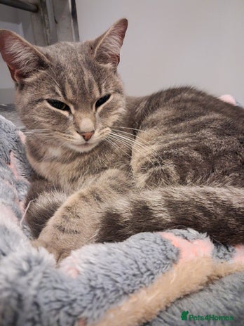 Domestic Shorthair cats - Advert 1