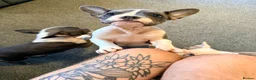 Mixed Breed dogs for sale: English Bulldog X French Bulldog Hybrids - Advert 3