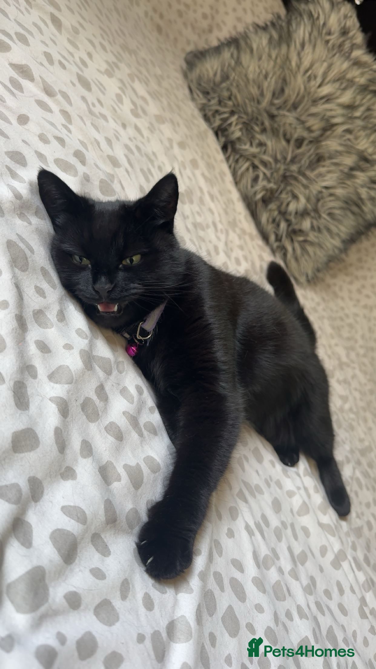 Mixed Breed cats Female Cat Looking for a Loving, Experienced Home - Advert 1