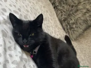 Mixed Breed cats Female Cat Looking for a Loving, Experienced Home - Advert 3