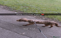 Mixed Breed dogs for sale: New home needed for Lola - Image 4