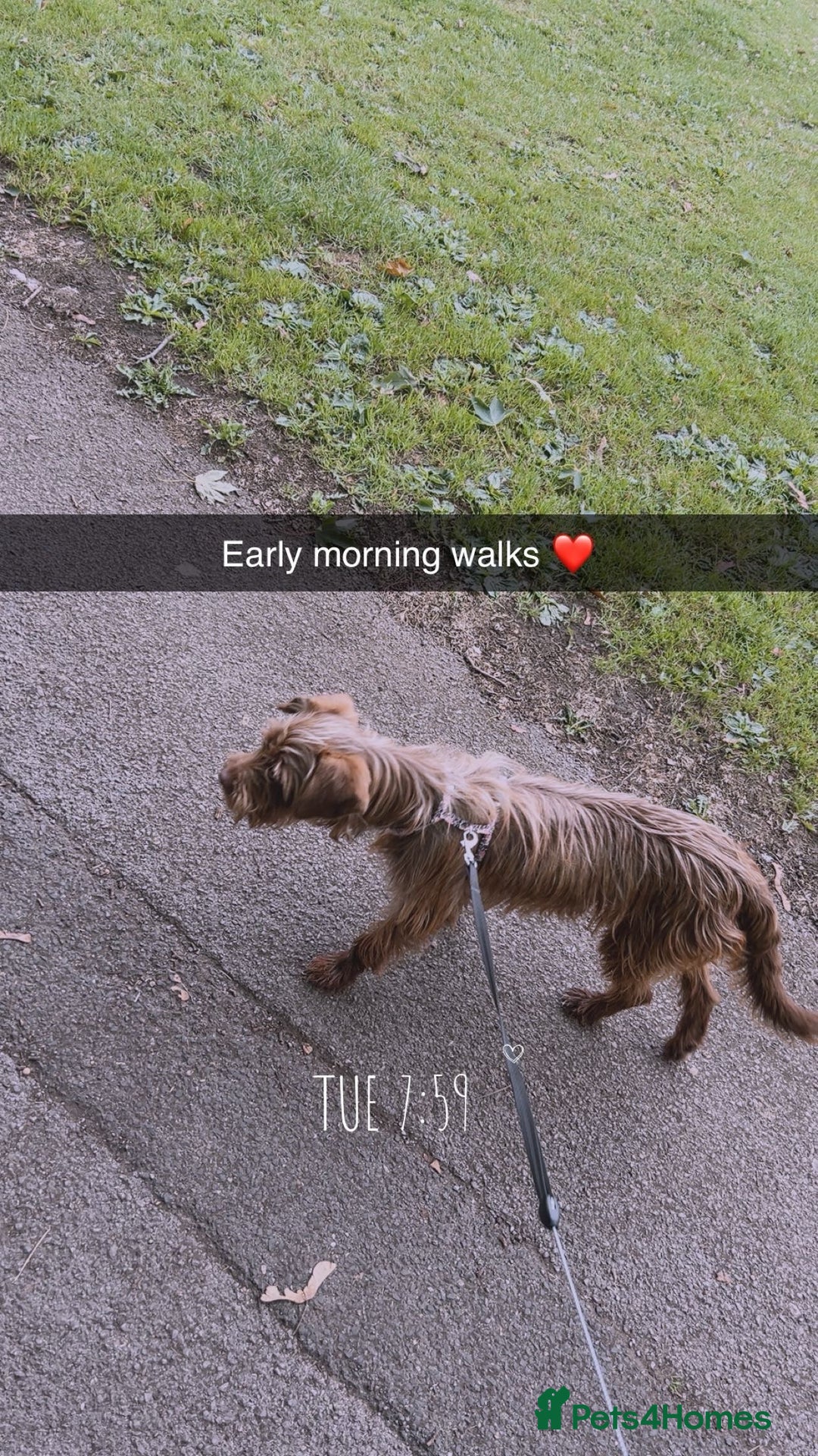 Mixed Breed dogs for sale: New home needed for Lola - Image 4