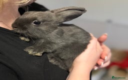 Mixed Breed rabbits for sale: Dwarf Lionhead X Polish Rabbit Kits (Indoor Mixed) - Image 1