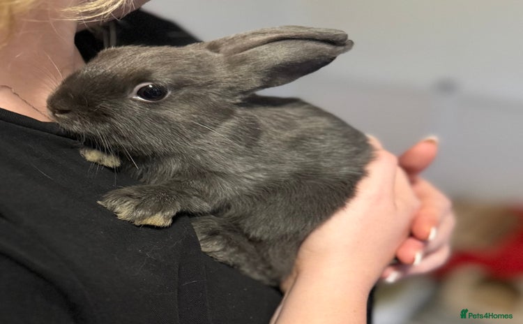 Mixed Breed rabbits - Advert 2