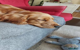 Cocker Spaniel dogs for sale: Our lovely Mina - Image 10