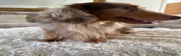 Miniature Dachshund dogs for stud: ✨HECTOR✨ MINI LONG HAIRED✨ CHOCOLATE DAPPLE ✨ - Advert 4