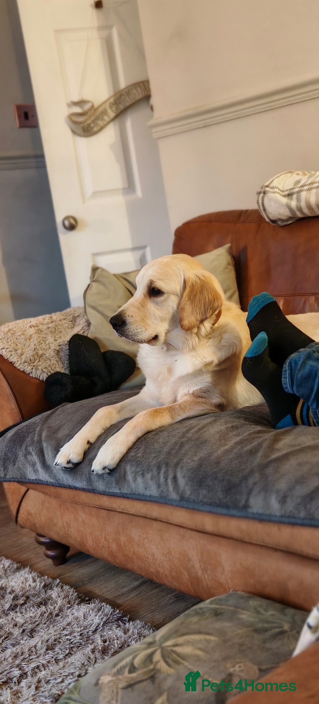 Golden Retriever dogs for sale: Golden retriever  - Advert 4