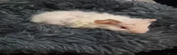 Guinea Pig rodents for sale: Skinnies - Advert 12