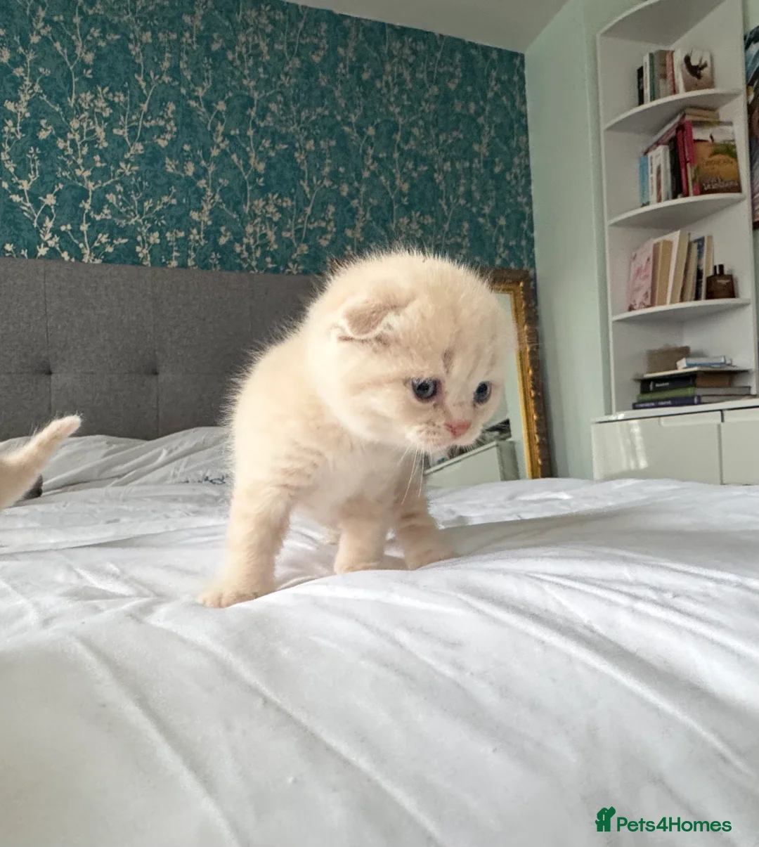 Scottish Fold cats for sale: Gorgeous pure breed kittens  - Advert 1