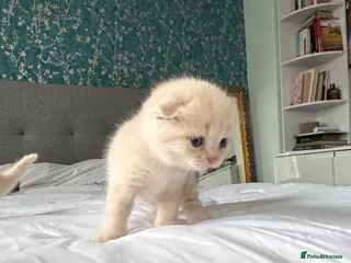 Scottish Fold cats Gorgeous pure breed kittens - Advert 1