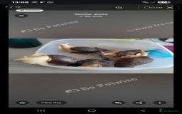 Snails invertebrates for sale: Albino giant African land snails- Fulica - Advert 7