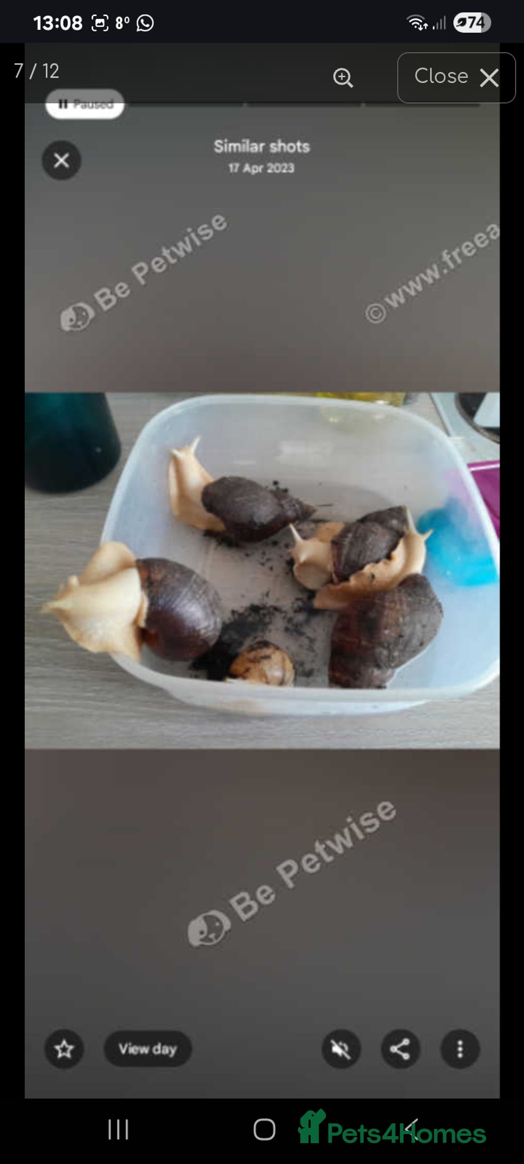 Snails invertebrates for sale: Albino giant African land snails- Fulica - Advert 7
