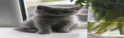 British Shorthair cats for sale: Three stunning boys - Advert 2