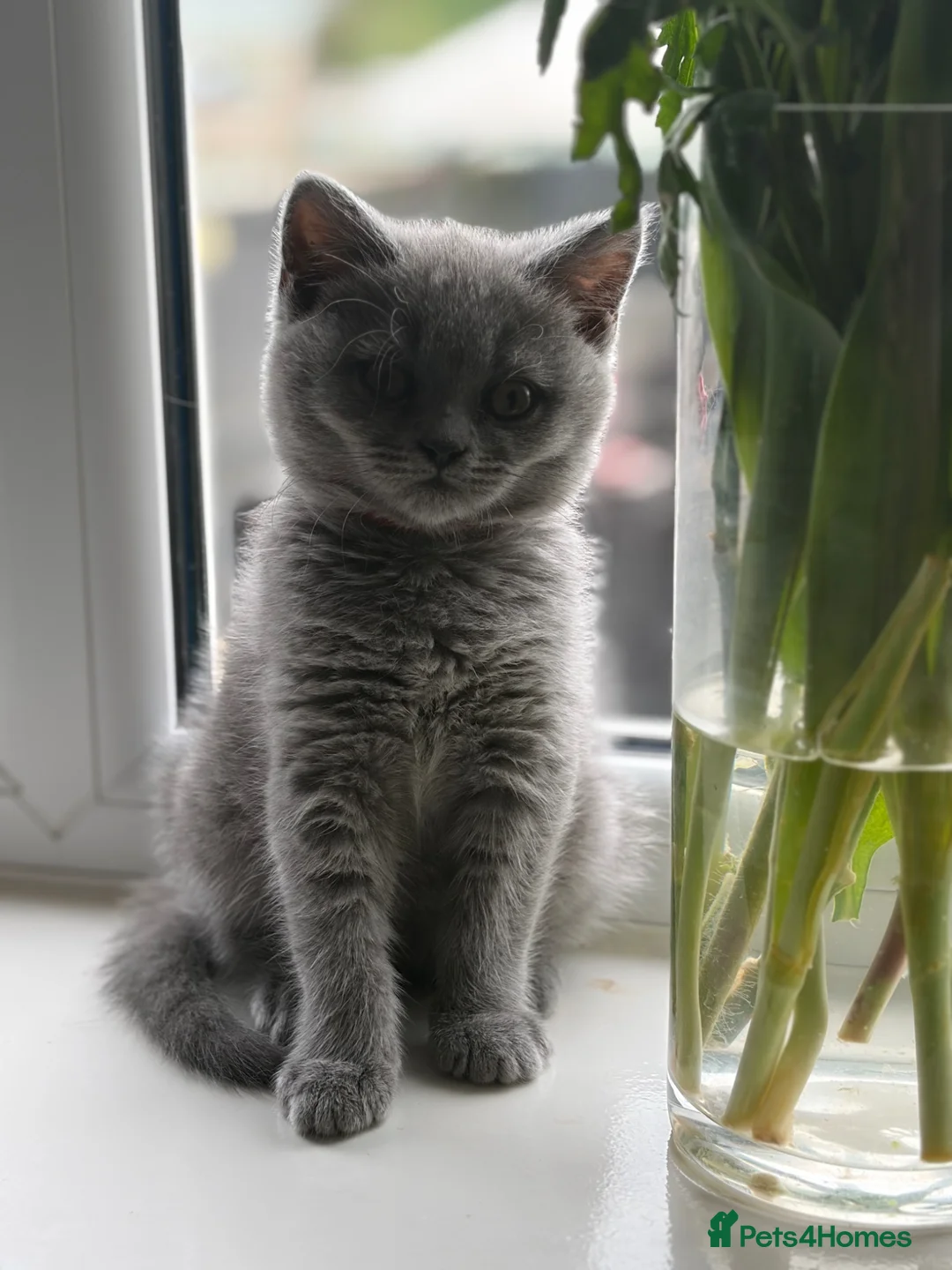 British Shorthair cats for sale: Three stunning boys - Advert 2