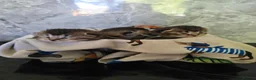 Scottish Fold cats for sale: Exceptional Scottish fold and Straight kittens - Advert 9