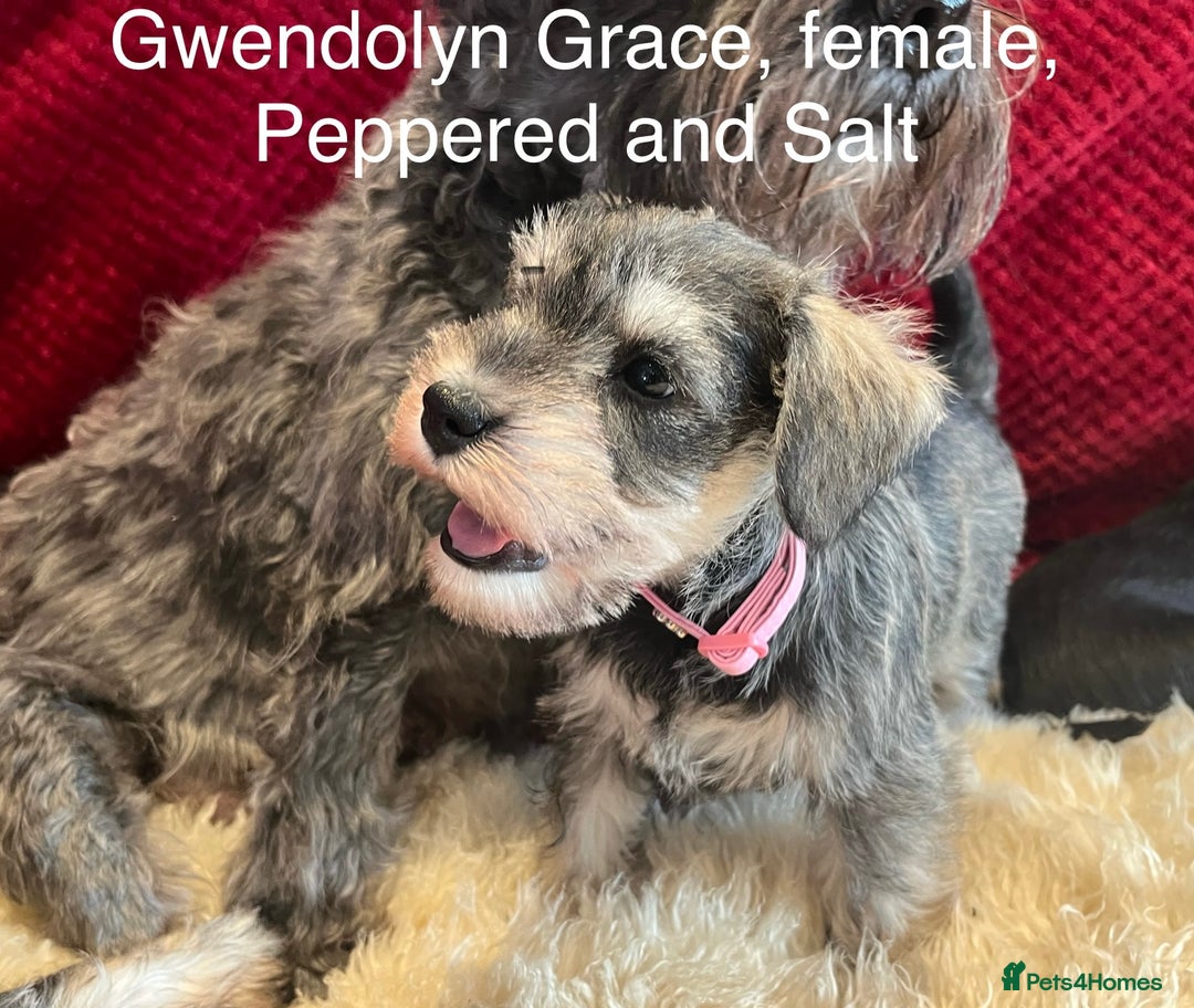 Miniature Schnauzer dogs for sale: Beautiful, KC Registered, health & BVA eye tested. - Advert 4